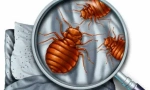 Cum se pregătește pentru dezinsecție de la bedbugs?